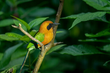 The scarlet motmot is a close-crowing bird in the Momotidae family. It is found from northeastern Honduras south to western Ecuador, northern Bolivia, and western Brazil.