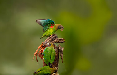 The brown-capped parrot is a species of bird in the subfamily Arinae of the family Psittacidae, which are African and New World parrots. It is found from Mexico to Colombia.