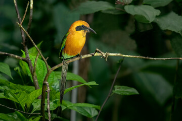 The scarlet motmot is a close-crowing bird in the Momotidae family. It is found from northeastern Honduras south to western Ecuador, northern Bolivia, and western Brazil.