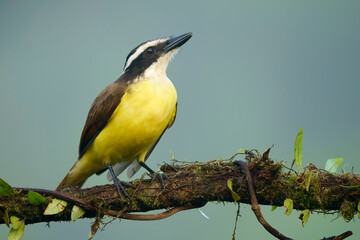 Great kiskadee (Pitangus sulphuratus) in the wild