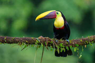 Yellow-throated toucan (Ramphastos ambiguus) in the wild