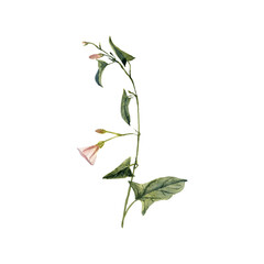 Fototapeta premium watercolor drawing plant of with leaves and flower , Convolvulus arvensis isolated at white background, natural element, hand drawn botanical illustration