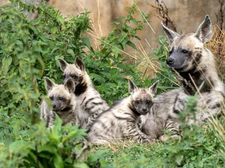 Fotobehang A female Striped hyena, Hyaena hyaena sultana, plays with her young cubs © vladislav333222