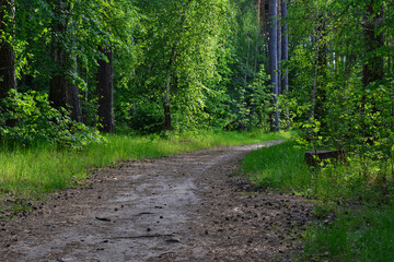 path in the wild forest with pine trees on background copy space  