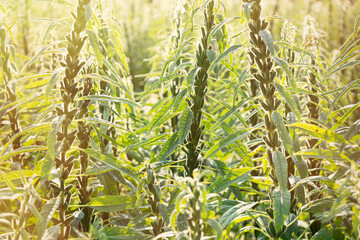 Sesame seed plants crop in the field