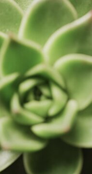 Micro vertical video of close up of green cactus plant with copy space