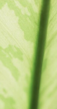 Micro vertical video of close up of green leaf with copy space
