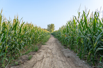  green corn plant growing in corn plantation field on rural road