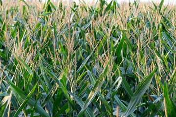 Corn field of green corn stalks and Corn flower