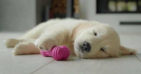 Cute golden retriever puppy sleeping on the floor with his favorite toy