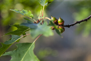 Beautiful acorns on the tree, close-up
