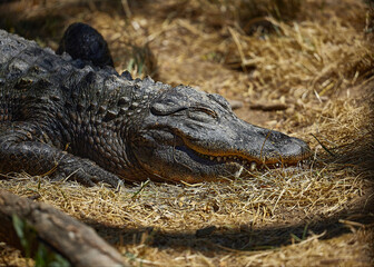 African reserve of the Seigean region in the south of France.