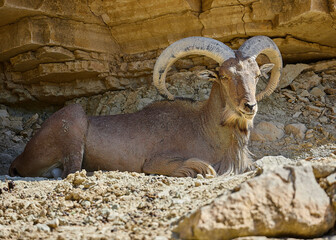 African reserve of the Seigean region in the south of France.