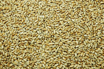 Wheat Grains background from Top view