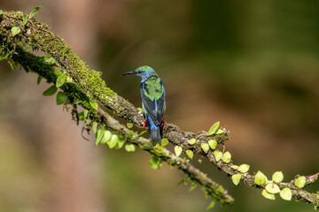 Shining honeycreeper. Glowing honey vine is a small bird of the tanager family. It is found in the tropical New World in Central America, from southern Mexico to Panama and northwestern Colombia.