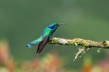 The fiery-throated hummingbird is a species of hummingbird in the Lampornithini 