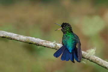 The fiery-throated hummingbird is a species of hummingbird in the Lampornithini 
