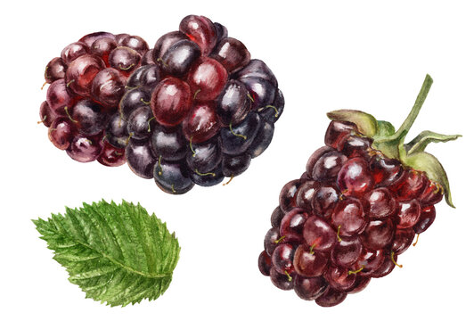 Watercolor illustration of a boysenberry berries, isolated on white background.