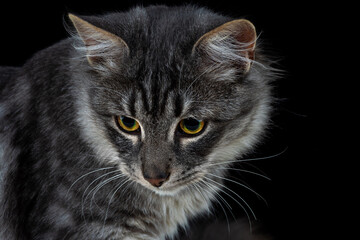 Black cat on a black background. Close-up view head and face of an elegant pet