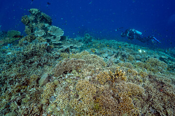Naklejka na ściany i meble Reef scenic with Acropora stony corals, Raja Ampat Indonesia.