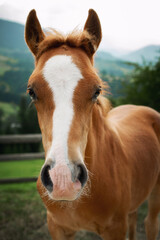 Portrait of brown domestic young horse with white spot on head, looking at camera, mountains background, vertical, medium close-up