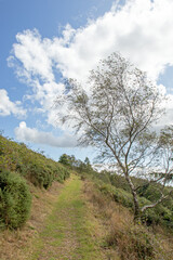 Obraz premium Summertime in the Malvern hills of England.