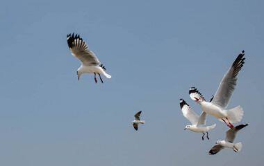 Seagull in flight, flying in the sky single or group chasing after food around.