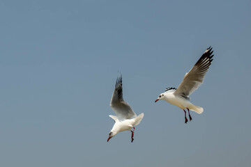 Seagull in flight, flying in the sky single or group chasing after food around.