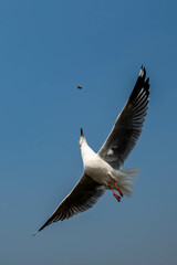 Seagull in flight, flying in the sky single or group chasing after food around.