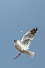 Seagull in flight, flying in the sky single or group chasing after food around.