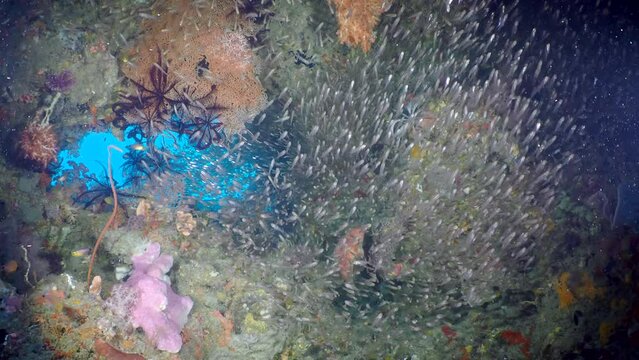 Marine life of Colorful Coral Reef: a vibrant underwater world of vivid hues and dazzling marine life.