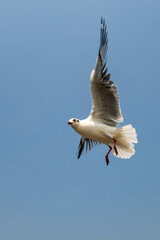 Seagull in flight, flying in the sky single or group chasing after food around.