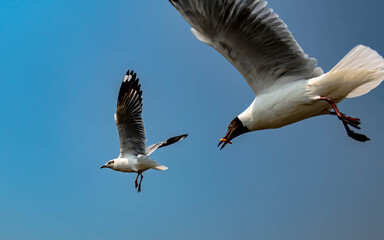 Seagull in flight, flying in the sky single or group chasing after food around.