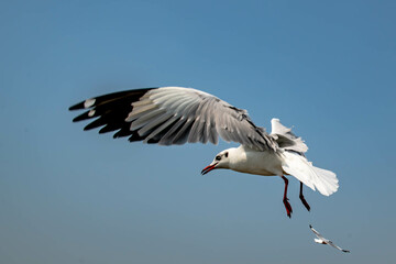 Seagull in flight, flying in the sky single or group chasing after food around.