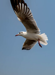 Seagull in flight, flying in the sky single or group chasing after food around.