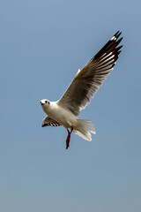 Seagull in flight, flying in the sky single or group chasing after food around.