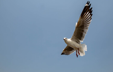 Seagull in flight, flying in the sky single or group chasing after food around.
