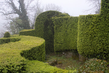 Buxus sempevirens, Buis,  Les jardins suspendus, chateau de Marqueyssac, 24, Dordogne, France