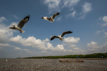 Seagull in flight, flying in the sky single or group chasing after food around.
