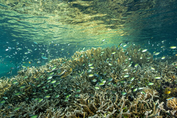 Naklejka na ściany i meble Damsels over shallow stony corals howering to pick up planktons, Gam Island Raja Ampat Indonesia.