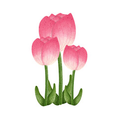 Pink tulip flower,floral,Flower,plant,flora,nature,watercolor,cartoon character,cute,icon ,vector, illustration,hand drawn