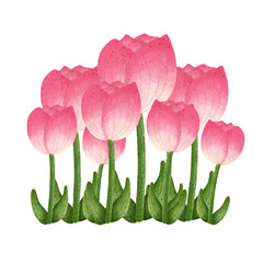 Pink tulip flower,floral,Flower,plant,flora,nature,watercolor,cartoon character,cute,icon ,vector, illustration,hand drawn