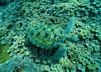 Green turtle, Chelonia mydas, Raja Ampat Indonesia.
