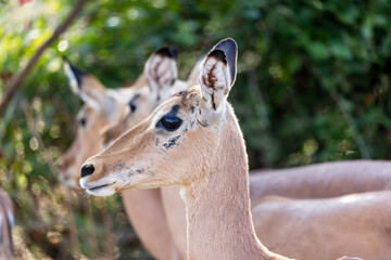 Impala in Kruger NP