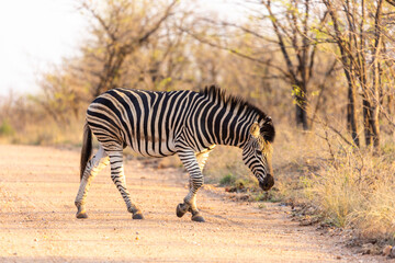 Burchel's Zebra in Kruger NP