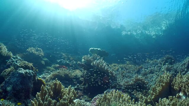 Marine life of Colorful Coral Reef: a vibrant underwater world of vivid hues and dazzling marine life.