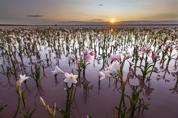 Lilies standing in the water at sunset