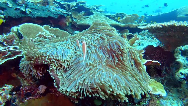  Little tropical fish Pink Anemonefish schooling close to anemone tentacles. Anemon fish close-up.