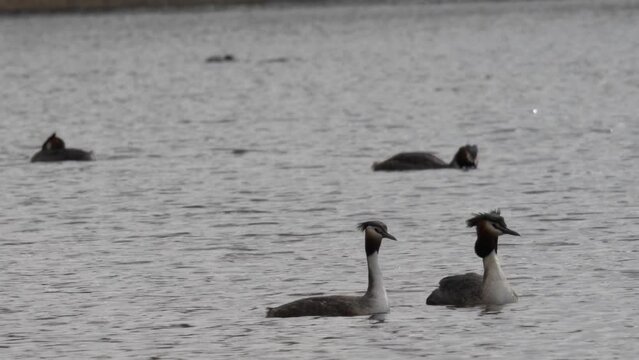Mating games of great grebes. Many birds swim in the pond. The great crested grebe (Podiceps cristatus) is a member of the grebe family of water birds. 