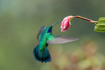 The fiery-throated hummingbird is a species of hummingbird in the Lampornithini 